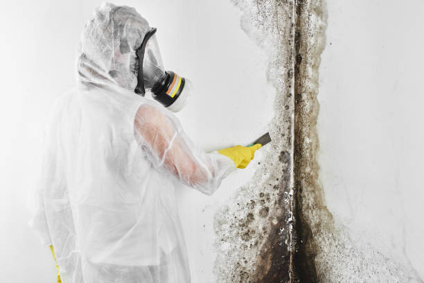 Best Mold Testing  in Stlman Valley, IL