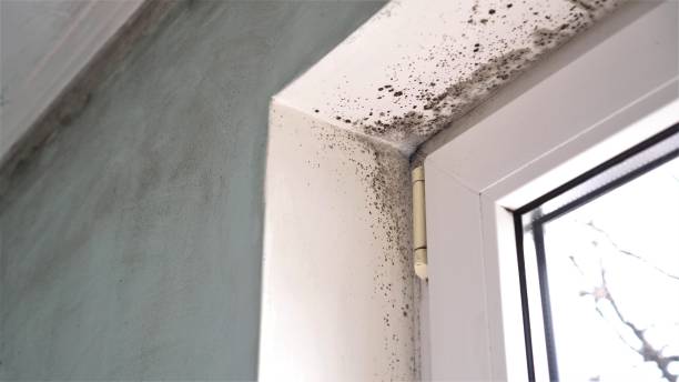 Best Black Mold Removal  in Stlman Valley, IL
