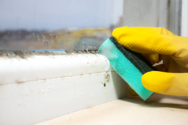 Best Certified Mold Removal  in Stlman Valley, IL