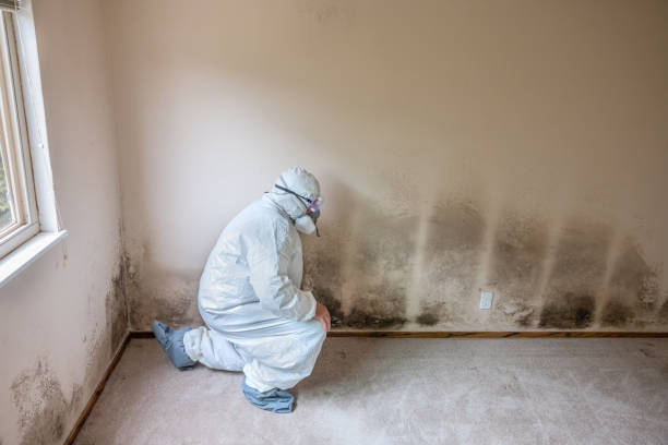 Best Black Mold Removal  in Stlman Valley, IL