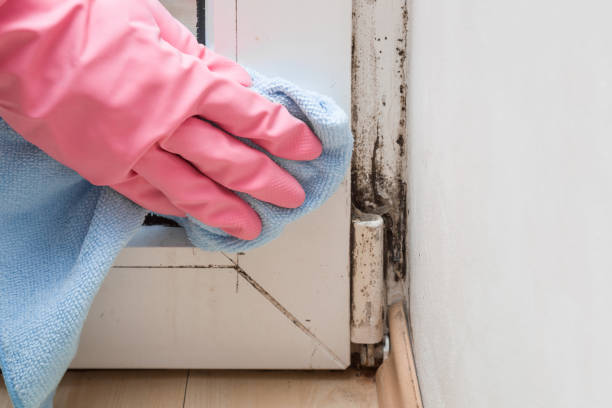 Best Mold Removal and Inspection  in Stlman Valley, IL
